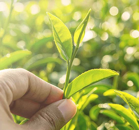 Benefícios dos ingredientes naturais | Palmolive® Brasil Benefícios dos ingredientes naturais | Palmolive® Brasil