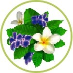 Flor de coco Flor de coco