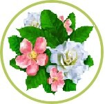 manzana y gardenia manzana y gardenia