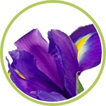 Iris Iris