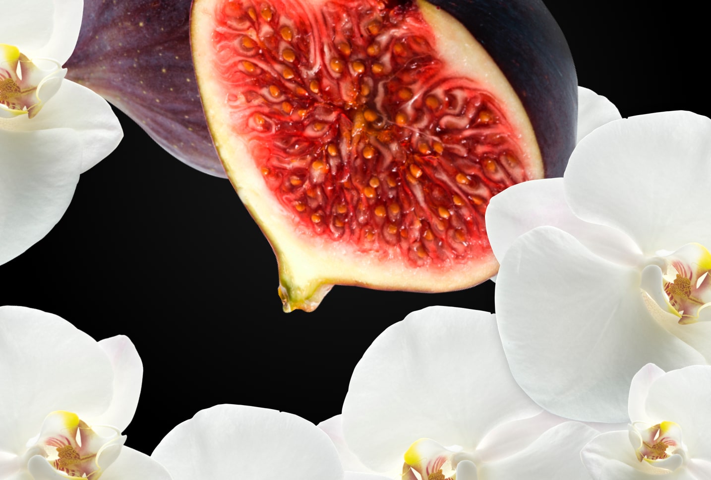 Higo y orquidea blanca Higo y orquidea blanca