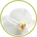 Orquidea blanca Orquidea blanca