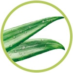 aloe aloe