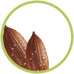 Manteca de cacao Manteca de cacao
